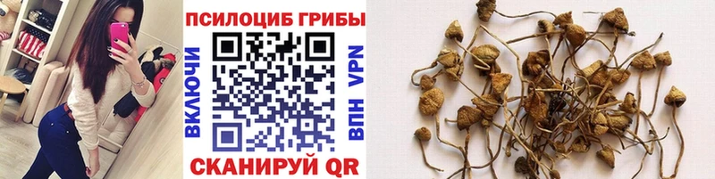 как найти наркотики  Зеленодольск  Псилоцибиновые грибы Magic Shrooms 